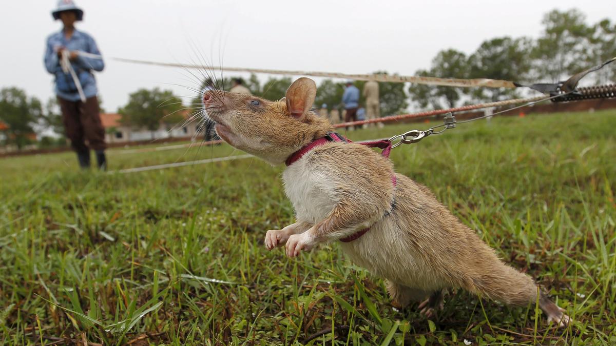 Melihat Tikus Memburu Ranjau Di Kamboja Foto 5705