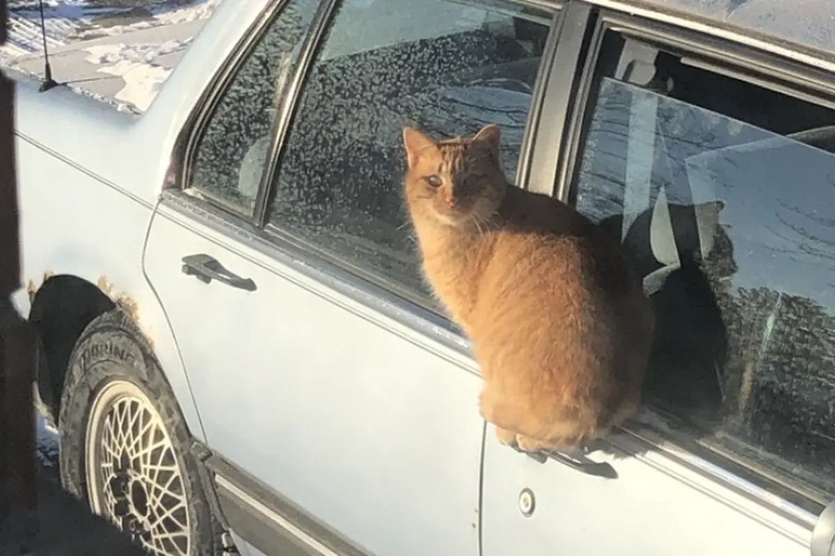 8 Tingkah Nyeleneh Kucing yang Bikin Geleng-Geleng Kepala