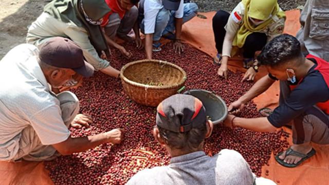 Segarkan Mata dan Manjakan Lidah di Agrowisata Kopi Organik Banyuwangi