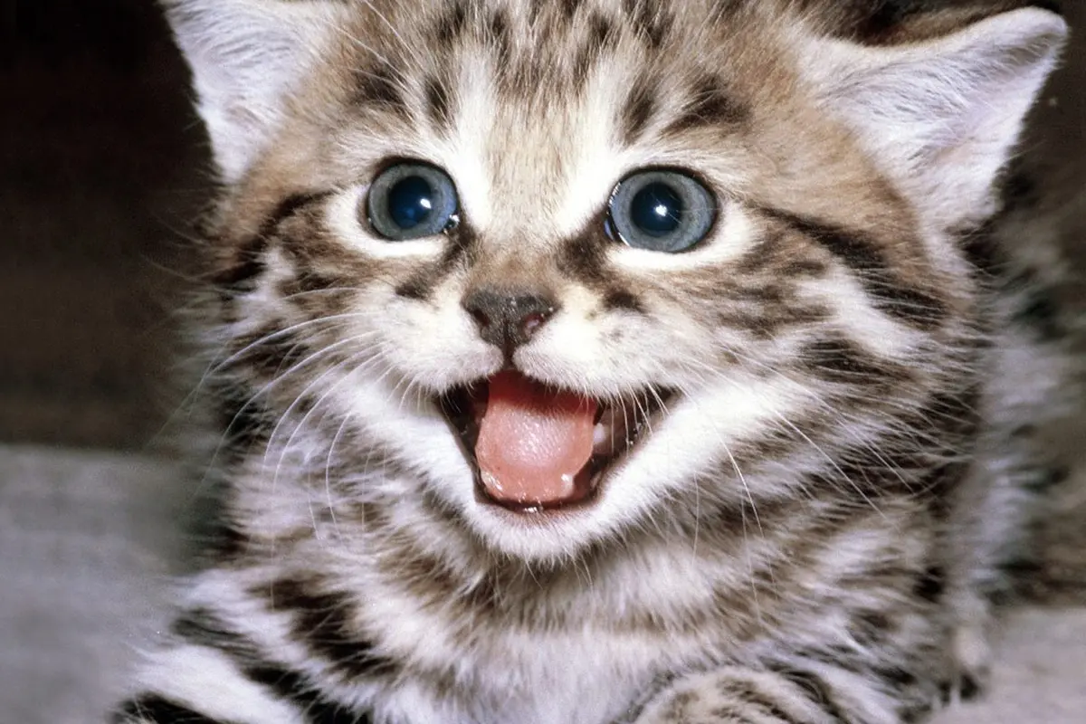 Unik, Parfum Ini Miliki Aroma Dahi Kucing