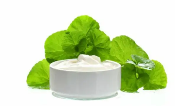 Daun pegagan untuk atasi jerawat.