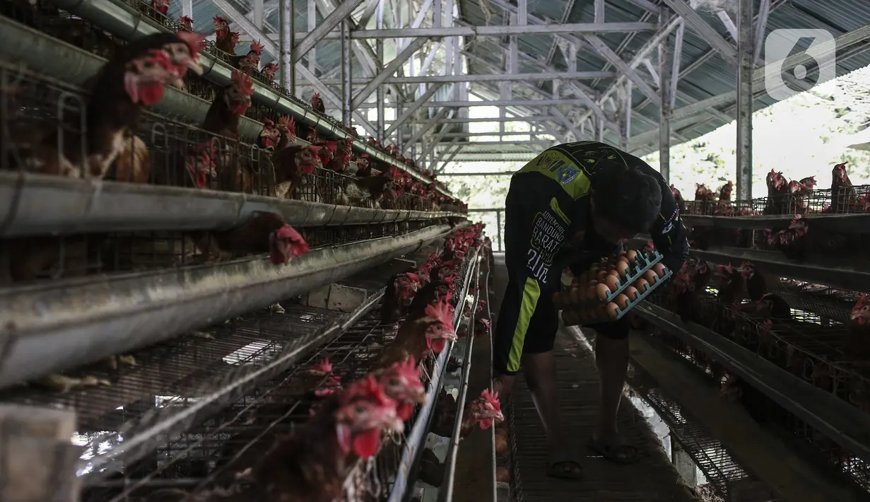 Peternak memanen telur di Desa Pengasinan, Kecamatan Gunung Sindur, Bogor, Jawa Barat, Sabtu (20/11/2021). Kenaikan harga telur ayam ras, minyak goreng, cabai merah, hingga daging ayam ras memacu inflasi November 2021. (Liputan6.com/Johan Tallo)