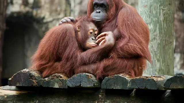 Orangutan