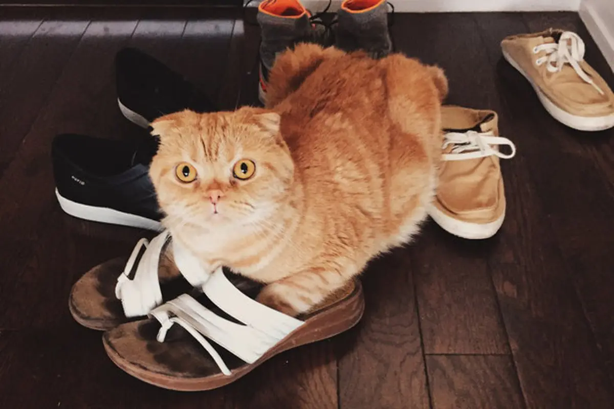 15 Gambar yang Menunjukkan Kucing Adalah Hewan Pemalas