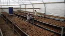 Pekerja memilah kayu pomace (ampas) di sebuah pabrik ekstraksi buah zaitun di Kota Khan Younis, Jalur Gaza, Palestina, 7 November 2020. Pekerja Palestina mengubah limbah produksi minyak zaitun menjadi kayu pomace yang dapat digunakan sebagai bahan bakar. (Xinhua/Rizek Abdeljawad)
