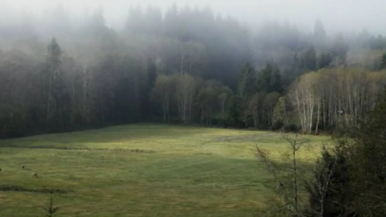 Forks, Kota Hujan Tempat Tinggal 'Vampir Twilight'