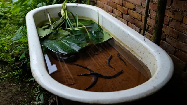 Ide Ternak di Bak Mandi Bekas yang Cocok untuk Desa dan Kota (AI)