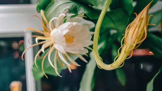 Ilustrasi bunga wijaya kusuma