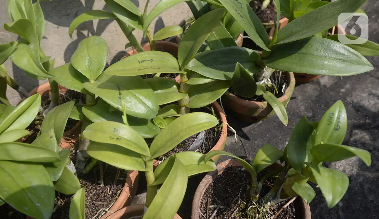 Anggrek jenis dendrobium terlihat di tempat pembibitan budi daya anggrek, Pocis, Kecamatan Setu, Tangerang Selatan, Banten, Senin (31/8/2020). Anggrek dendrobium pesanan pembeli akan dikirim ke berbagai daerah, kebanyakan pemesan dari Kalimantan dan Sulawesi. (merdeka.com/Dwi Narwoko)