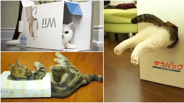 (c) rocketnews24.com