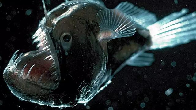 Deep-sea Anglerfish/Ikan Pemancing Laut Dalam
