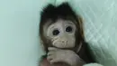 Salah satu daru dua monyet kloning, Zhong Zhong, berada dalam kandang di sebuah laboratorium, China. Kendati demikian, penggunaan primata dalam eksperimen masih cukup kontroversial di dunia. (Handout/CHINESE ACADEMY OF SCIENCES/AFP)