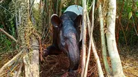 Seekor tapir terjerat di Bukitbatu, Bengkalis, saat keluar dari hutan menyelamatkan diri dari kebakaran lahan. (Liputan6.com/Dok BBKSDA Riau/M Syukur)