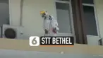 STT  Bethel Thumbnail