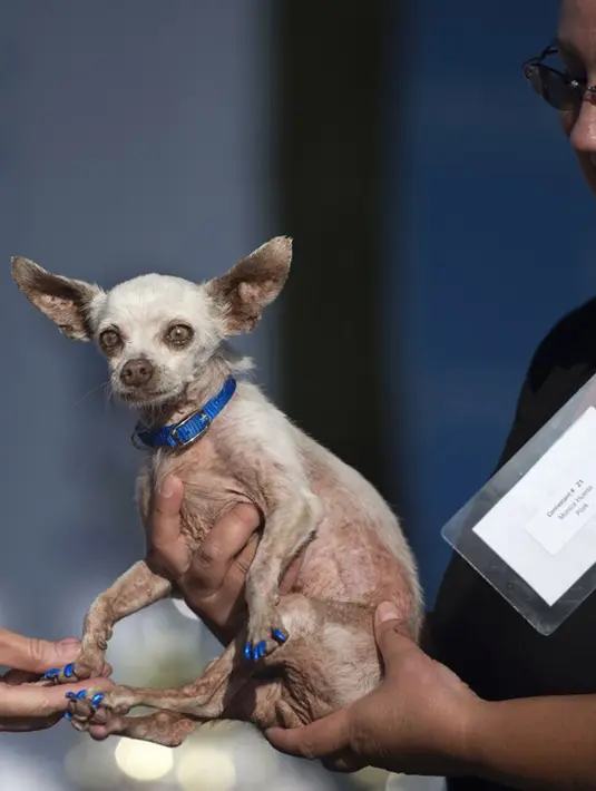 Pork, anjing Chihuahua berusia 13 tahun, digendong pemiliknya saat mengikuti Kontes Anjing Terjelek di Dunia, di Petaluma, California, Jumat (26/6/2015). (AFP PHOTO/JOSH Edelson)