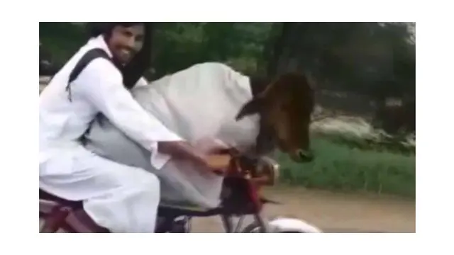 Aksi Pria Bonceng Sapi Gunakan Motor Ini Kocak Abis