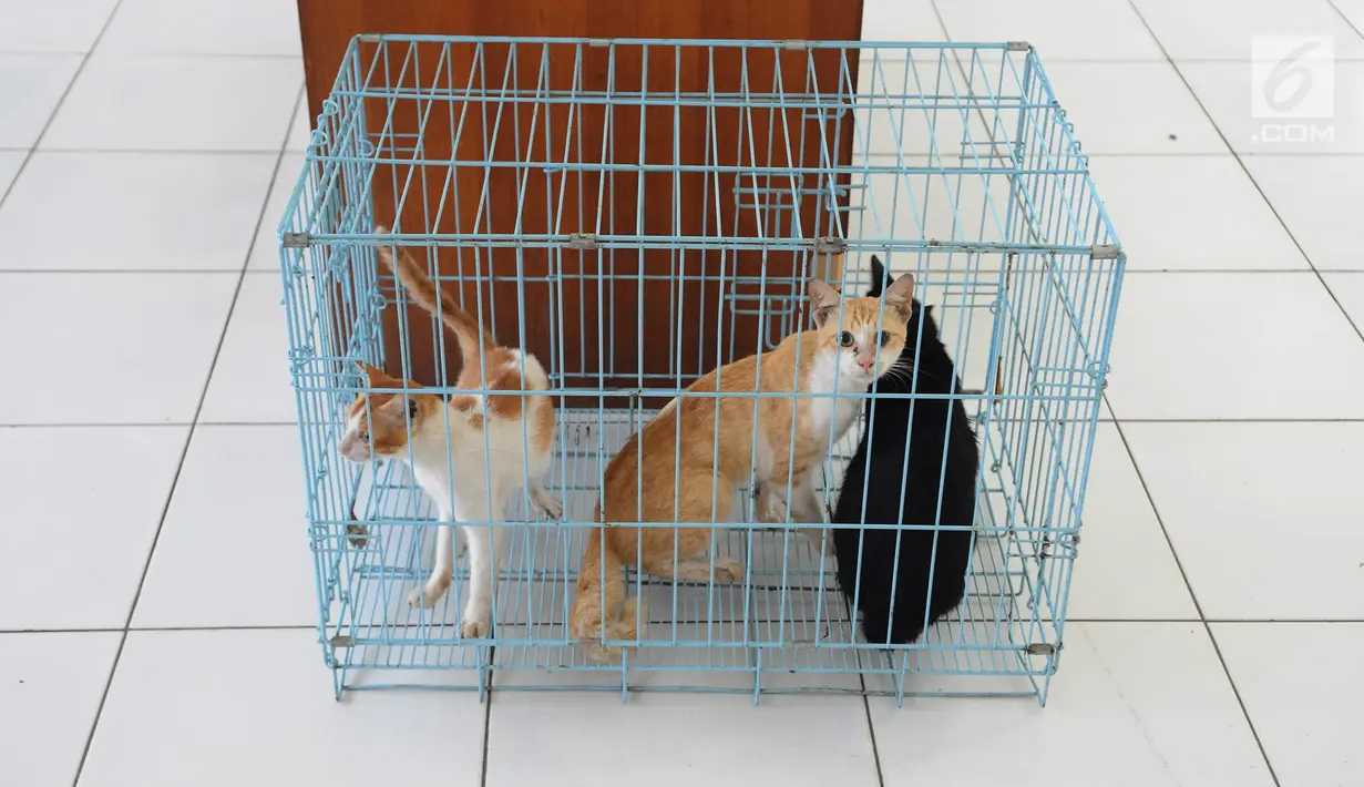 Sejumlah kucing ditempatkan dalam kandang saat akan disterilisasi dan vaksinasi di pusat kesehatan hewan, Jakarta, Kamis (10/1). Kucing yang akan disterilisasi dan vaksinasi ditempatkan terpisah dengan kucing siap adopsi. (Liputan6.com/Herman Zakharia)