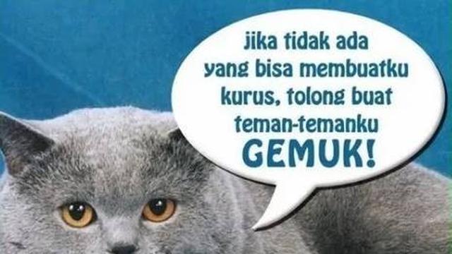 9 Meme Kocak Potret Kucing Obesitas Ini Malah Bikin Gemas