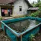 7 Cara Ternak Ikan Mujair di Kolam Terpal untuk Pemula, Modal Kecil Bisa Cuan