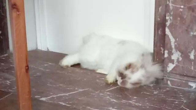 8 Pose Nyeleneh Hewan Peliharaan saat Tidur Ini Bikin Geleng kepala
