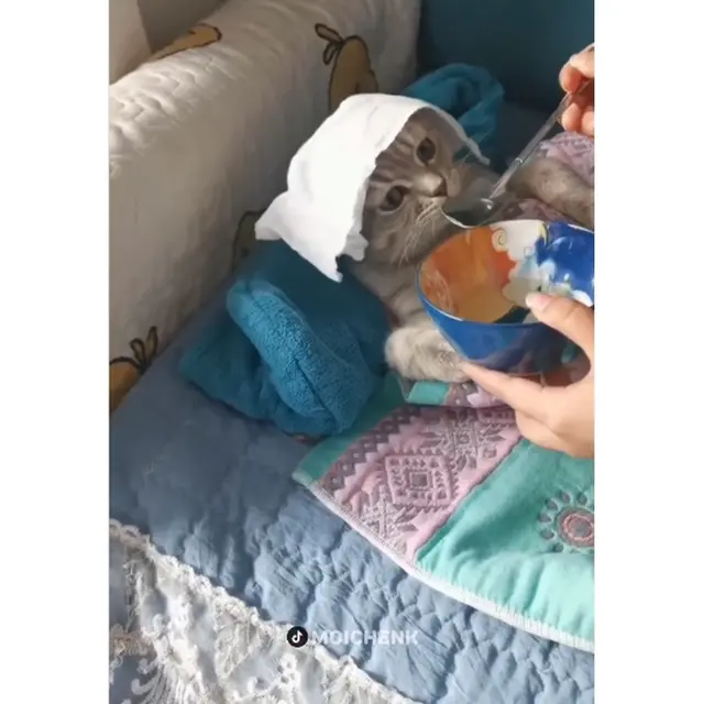 6 Potret Kucing Makan Disuapi Seperti Manusia Ini Kocak, Manja Banget