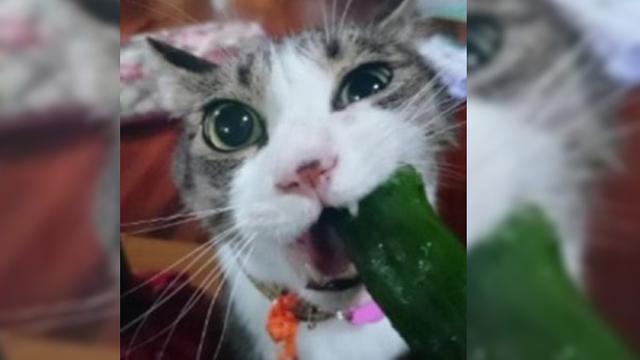 Tak Suka Berburu Tikus, Kucing Ini Malah Makan Sayuran