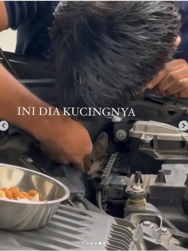 Damkar Selamatkan Kucing