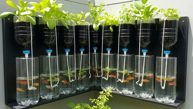 Aquaponik Vertikal dari Botol
