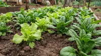 Memperbaiki Tanah Liat untuk Berkebun, Ini Bahan yang Sebaiknya Dihindari