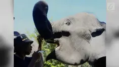 Sebanyak enam belas ekor gajah Sumatera di Pusat Pelatihan Hutan Tahura, Minas, kabupaten siak, dilakukan pemeriksaan dengan memberikan Vaksin Eheve, atau elephan eneptoria virus oleh team dokter hewan BKSDA Riau.