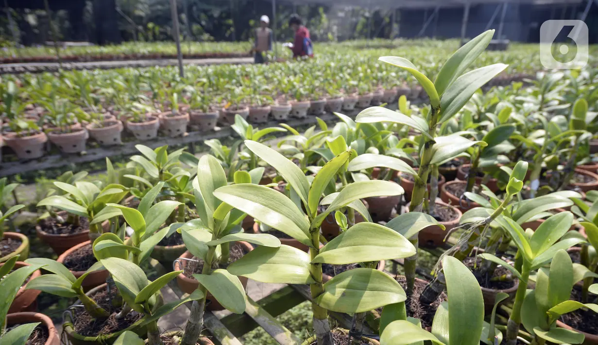 Anggrek jenis dendrobium terlihat di tempat pembibitan budi daya anggrek, Pocis, Kecamatan Setu, Tangerang Selatan, Banten, Senin (31/8/2020). Anggrek dendrobium pesanan pembeli akan dikirim ke berbagai daerah, kebanyakan pemesan dari Kalimantan dan Sulawesi. (merdeka.com/Dwi Narwoko)