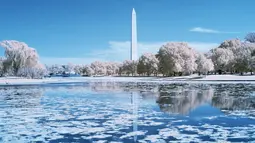 Pemandangan Monumen Washington dengan refleksi air di Constitution Gardens Pond, Washington DC (20/9). Foto ini dihasilkan dengan menggunakan kamera atau teknik Inframerah (AFP Photo/Andrew Caballero-Renolds)