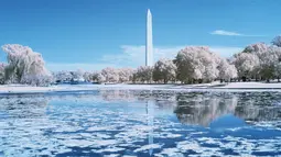 Pemandangan Monumen Washington dengan refleksi air di Constitution Gardens Pond, Washington DC (20/9). Foto ini dihasilkan dengan menggunakan kamera atau teknik Inframerah (AFP Photo/Andrew Caballero-Renolds)