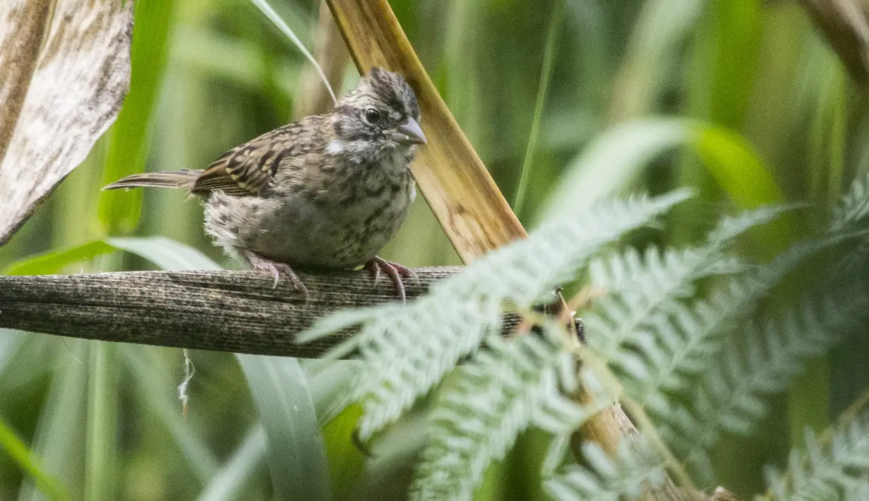 Seekor burung bertengger di pepohonan di bukit San Miguel, dekat Medellin, Kolombia, Kamis (18/5). Pada tanggal 17 Mei, Kolombia diumumkan sebagai juara Global Big Day, dengan 1.486 spesies burung. (AFP/JOAQUIN SARMIENTO)