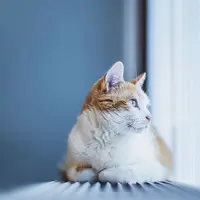 Jangan paksa kucing untuk selalu menoleh ke kamera. Terkadang, membuang muka arah lain lebih seksi. (Via: boredpanda.com)
