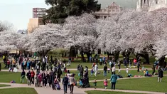 Orang-orang menikmati bunga sakura pada hari pertama musim semi di kampus Universitas Washington, Seattle, Selasa (20/3). Setiap tahun ketika pohon sakura Yoshino di ibu kota AS ini bermekaran, banyak wisatawan yang ikut merayakan. (AP/Elaine Thompson)
