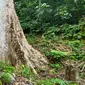 Sebuah pohon berukuran raksasa yang tumbuh di Kabupaten Agam, Sumatera Barat. (Liputan6.com/ BKSDA Sumbar)