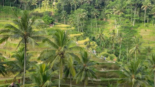 Rice Terrace di Ubud