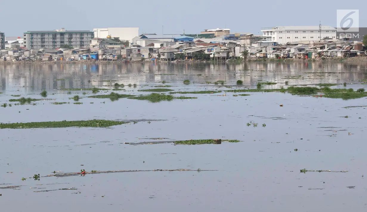 Tanaman eceng gondok tumbuh di sekitar Waduk Pluit, Jakarta, Senin (17/12). Kurangnya perhatian serta perawatan menyebabkan tanaman yang berpotensi menjadi hama tersebut kembali tumbuh dan berkembang di Waduk Pluit. (Liputan6.com/Immanuel Antonius)