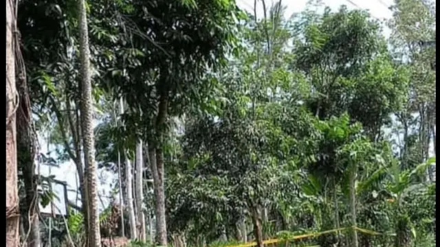 Lokasi ditmukanya jasad CNA korban pembunuhan dan pemerkosaan di Desa Kalibarumanis, Banyuwangi (Istimewa)