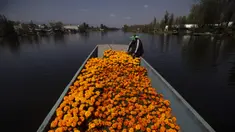 Pegulat Meksiko Mister Jerry menaiki sekoci penuh bunga marigold di Xochimilco, Mexico City, Meksiko, Rabu (14/10/2020). Panen bunga marigold Meksiko yang dikenal sebagai Cempasuchil dalam bahasa Nahuatl dilakukan jauh-jauh hari sebelum 1 November, hari libur Day of the Dead. (AP Photo/Marco Ugarte)