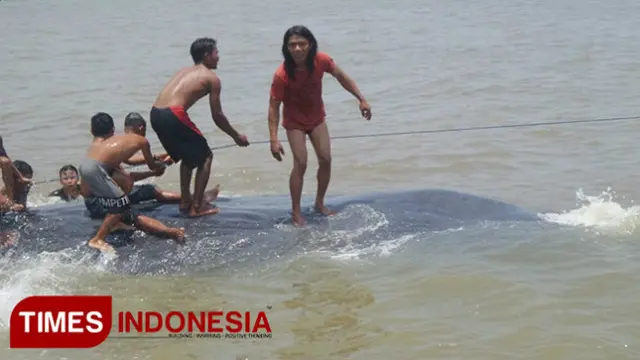 Ikan Paus Raksasa yang Terdampar di Situbondo Jadi Tontonan Warga
