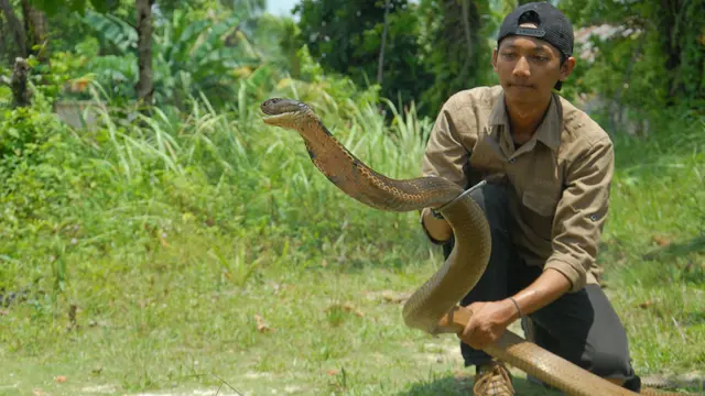 King Cobra