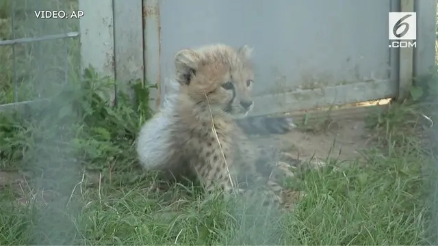 5 bayi cheetah terdiri dari 3 jantan dan 2 betina, lahir di kebun binatang Praha dalam kondisi sehat.
