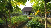 10 Ide Rumah Sederhana Sejuk di Desa dengan Pohon Buah, Cocok untuk Iklim Tropis