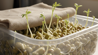 Cara Menanam Tauge dari Kacang Hijau di Rumah dengan Mudah