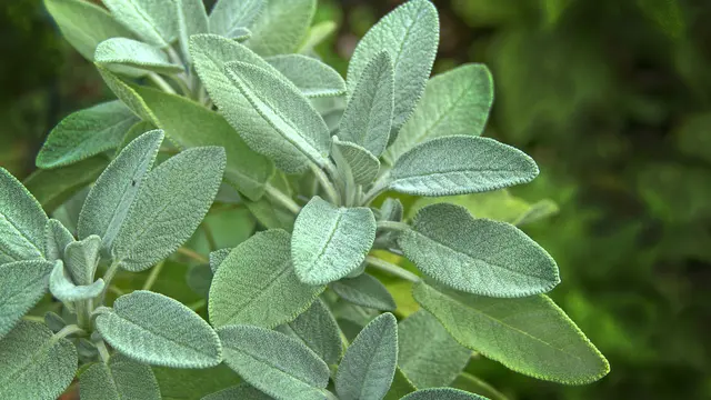 Sage