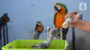 Pelatih Burung Paruh Bengkok Albi (30) memberi susu bayi burung Blue and Gold Macaw (Ara Ararauna) di sekolah burung miliknya di Cipayung, Depok, Jawa Barat, Selasa (24/5/2022). (merdeka.com/Arie Basuki)