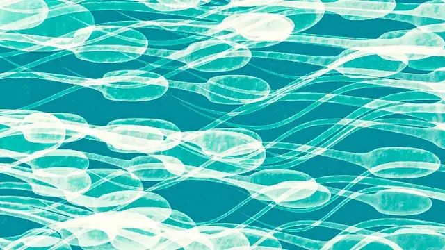 Ilustrasi Sperma