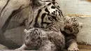 Harimau putih bernama Sascha bersama dua anaknya yang baru berumur satu bulan di San Jorge Zoo di Ciudad Juarez, Chihuahua, Meksiko, Kamis (18/5). Sascha  dan pasangannya adalah harimau putih yang disumbangkan dari sebuah sirkus. (AFP/HERIKA MARTINEZ)